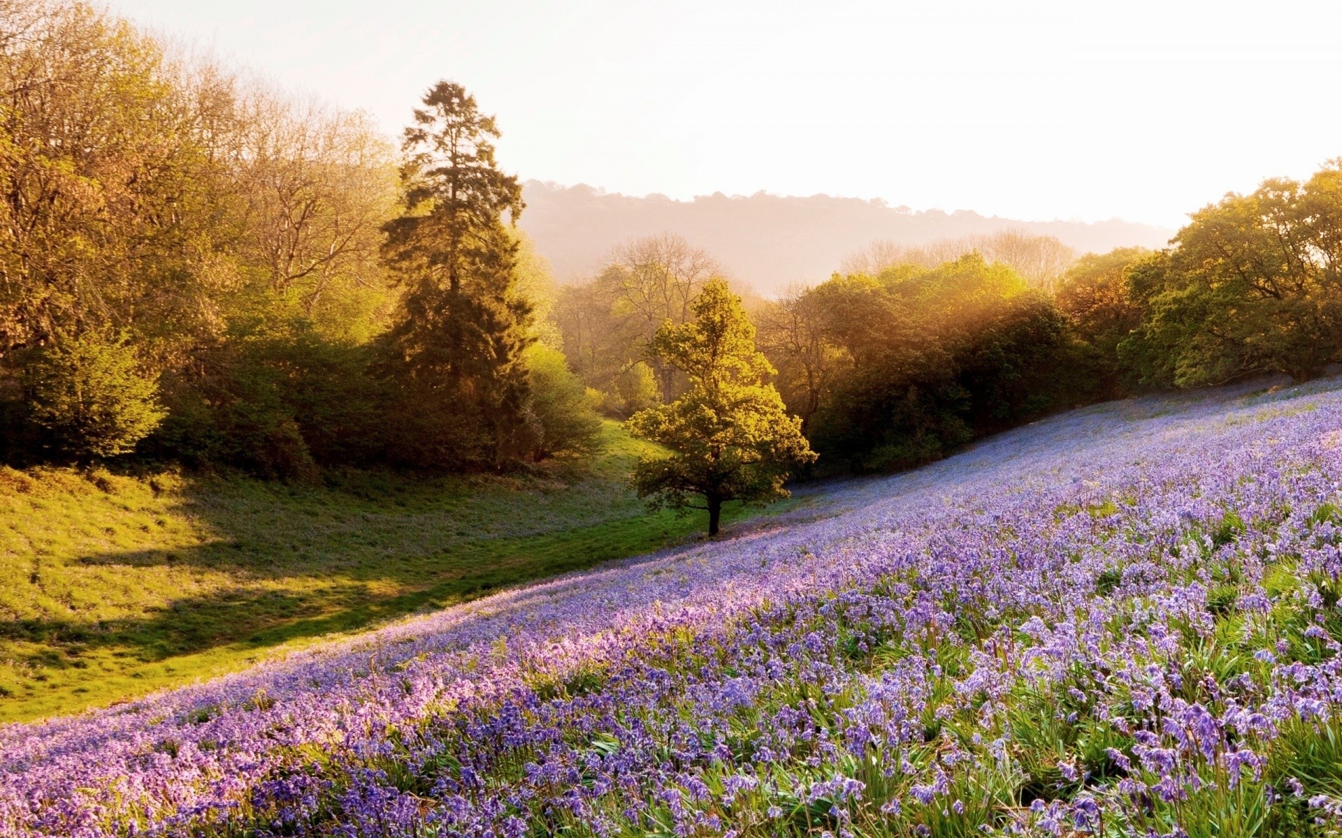 frühling blume landschaft natur baum landschaftlich feld im freien landschaft heuhaufen des ländlichen flora gras holz saison idylle park dämmerung sommer farbe