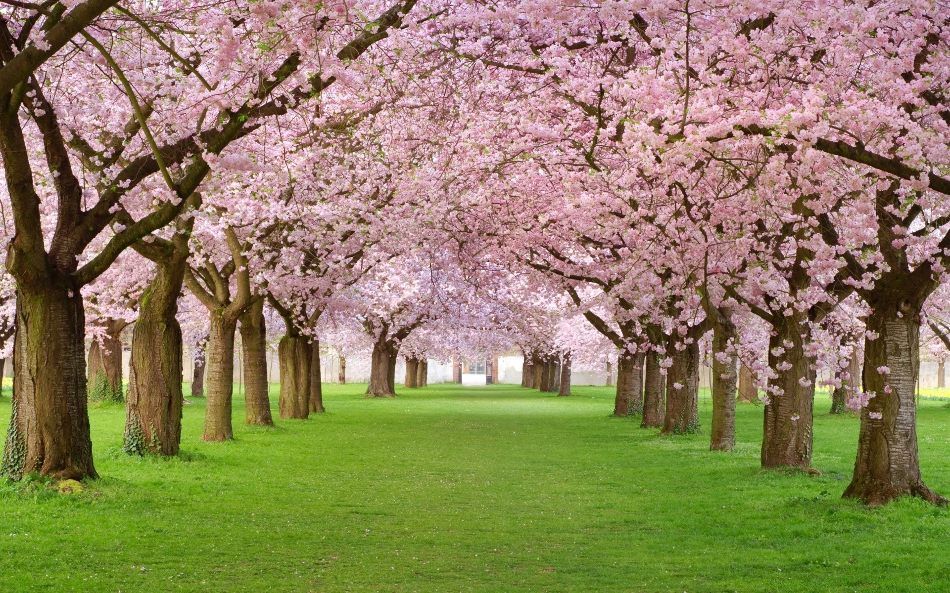 printemps arbre cerise fleur printemps parc branche saison paysage jardin nature flore arbre fruitier feuille herbe croissance pomme à l extérieur pelouse