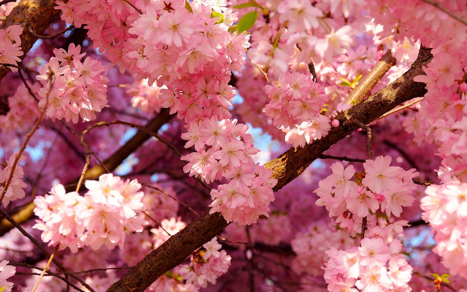 primavera fiore ciliegio ramo albero flora natura fiore petalo stagione giardino floreale foglia primo piano primavera parco compagno mela colore delicato