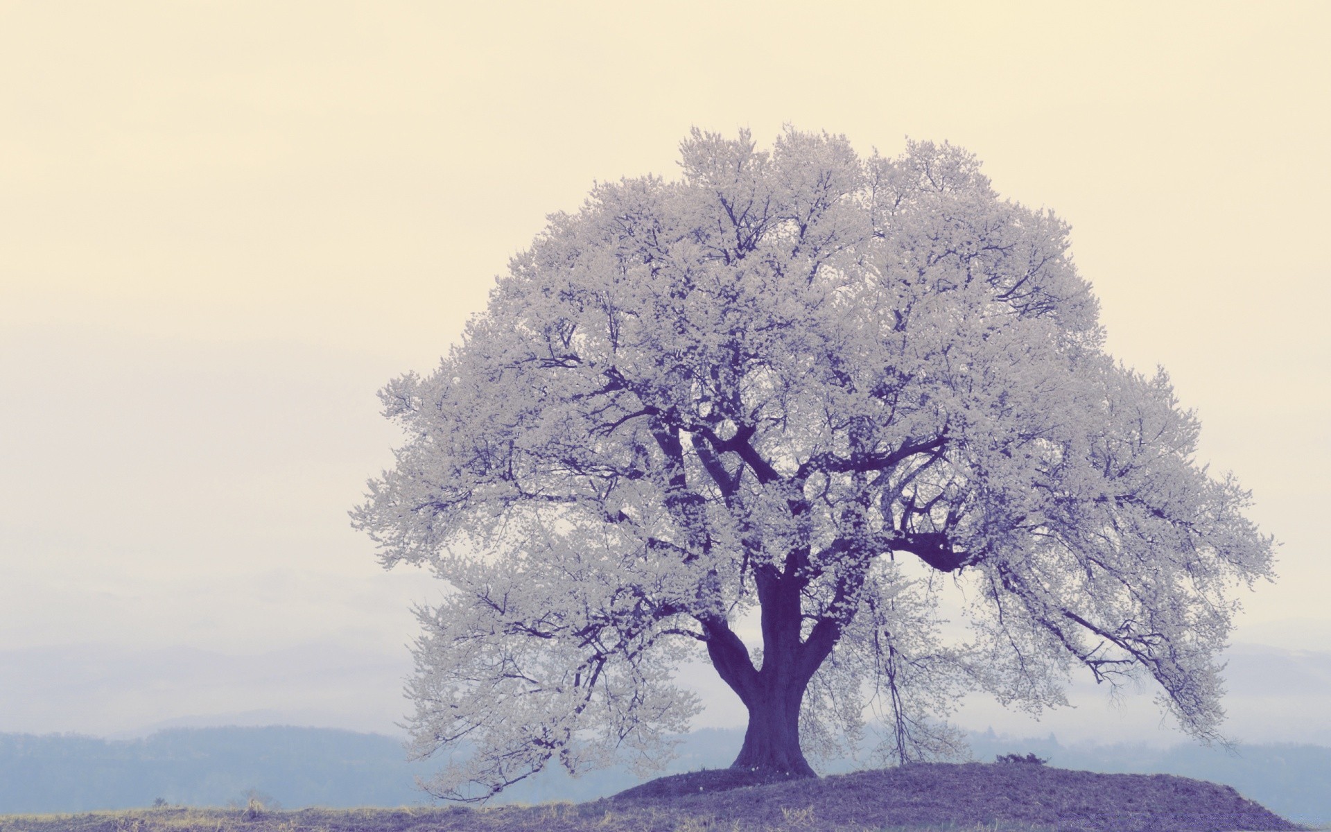 spring tree landscape dawn nature fog branch wood winter alone scenic weather season sky snow outdoors park