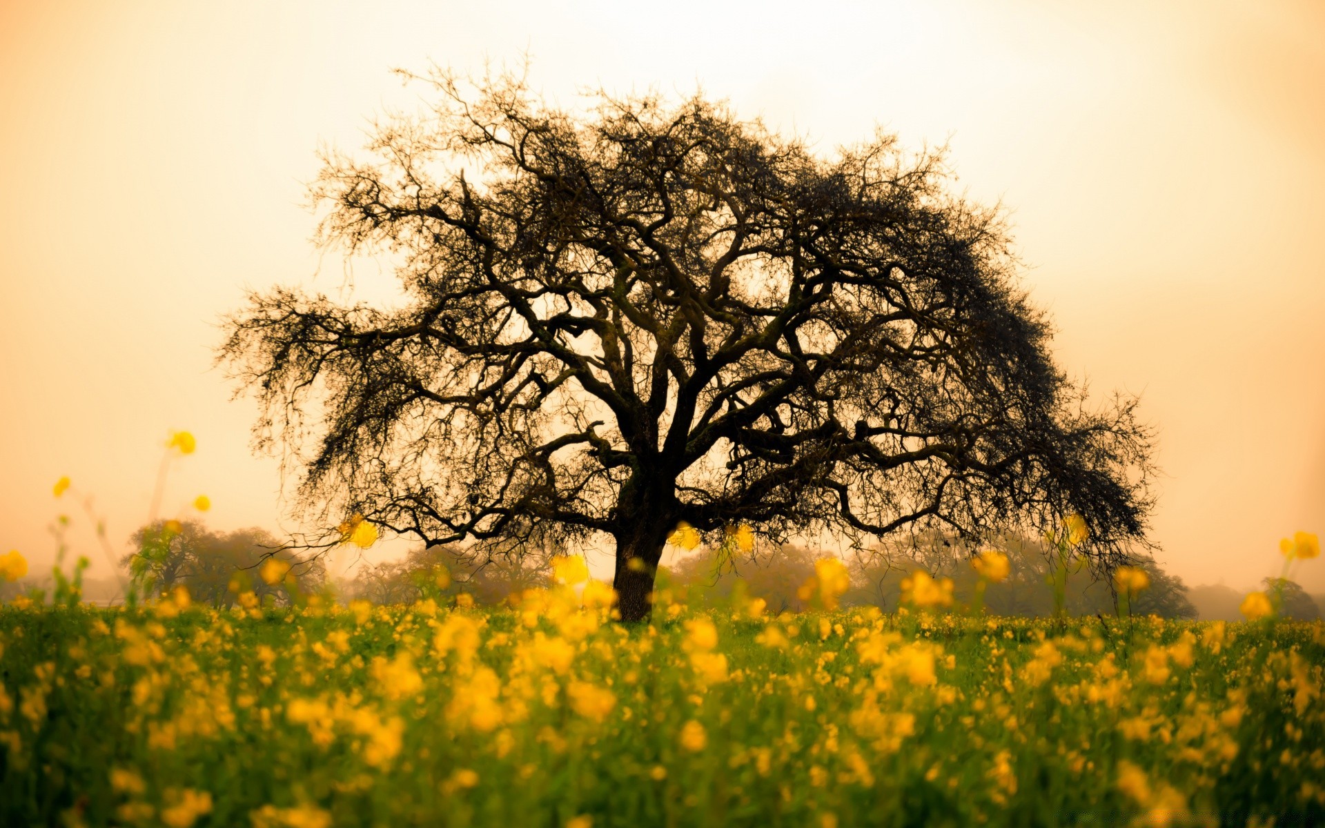 primavera paisaje amanecer campo naturaleza árbol rural campo sol flor buen tiempo heno país temporada miércoles puesta de sol agricultura verano hierba escena