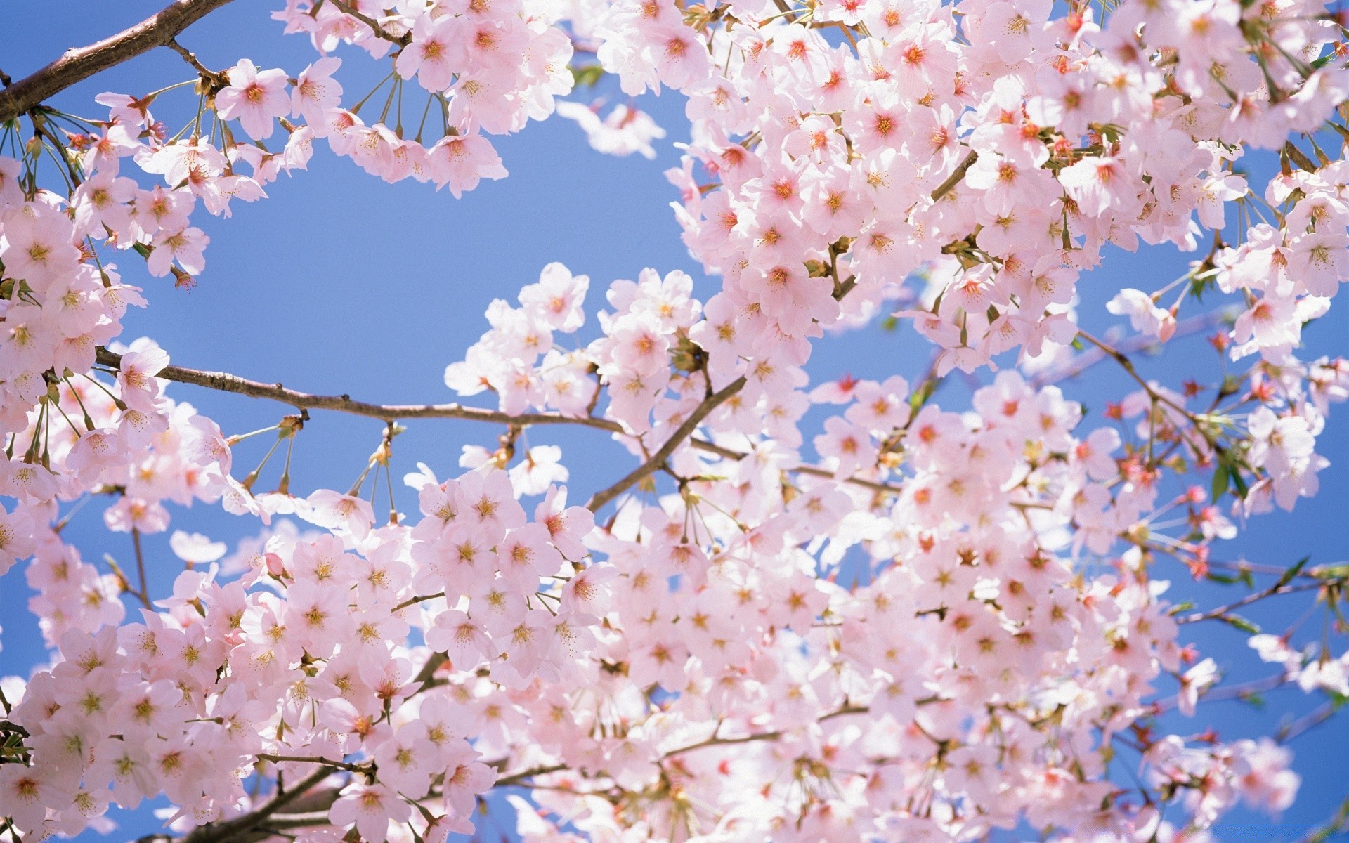 printemps cerise fleur branche nature flore arbre saison pétale bluming jardin copain délicat lumineux croissance printemps floral feuille été gros plan