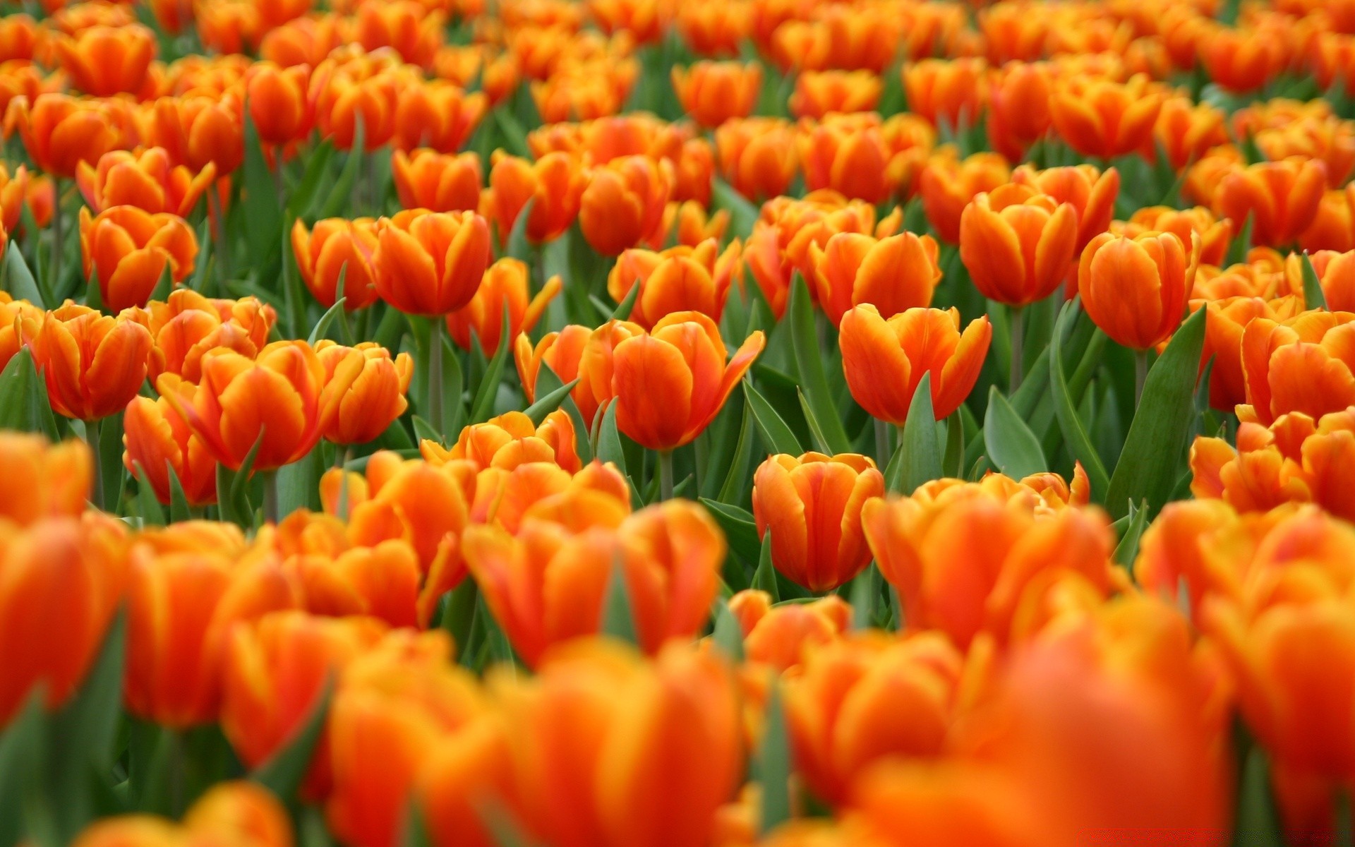 primavera tulipán naturaleza brillante jardín hoja flora flor color verano floral buen tiempo temporada al aire libre campo pétalo crecimiento pascua