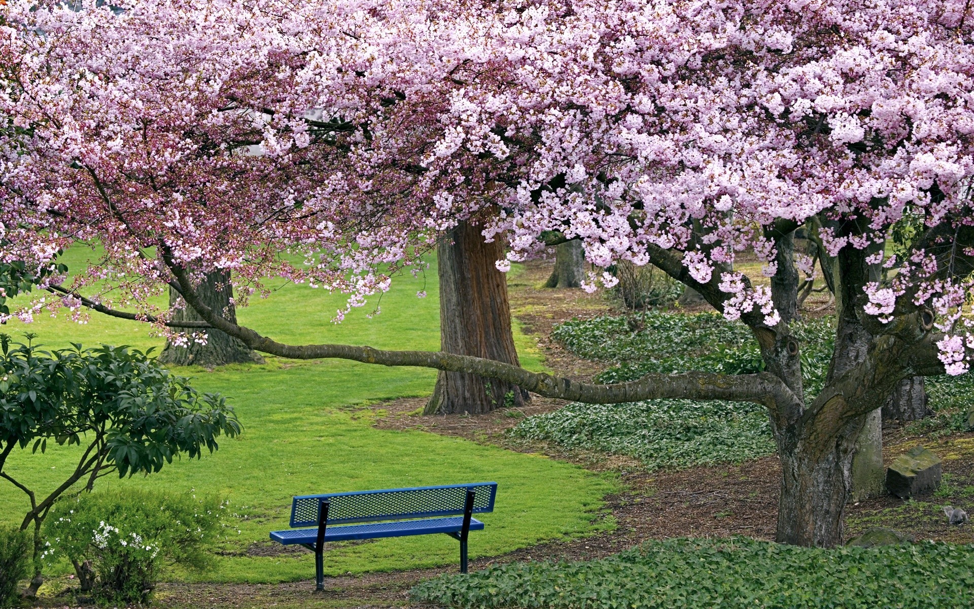 bahar ağaç çiçek kiraz bahçe bahar sezon park şube manzara flora doğa açık havada elma büyüme yaprak çiçeklenme çimen meyve ağacı yaz