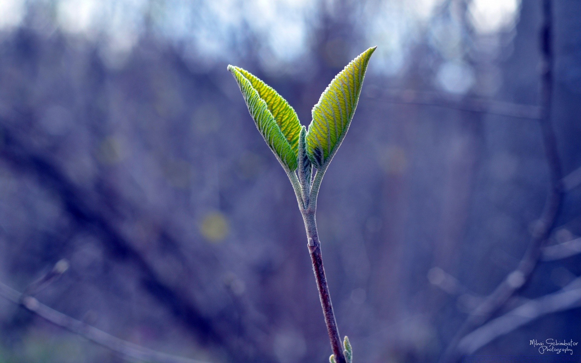 wiosna natura liść wzrost na zewnątrz flora lato rozmycie zbliżenie jasny