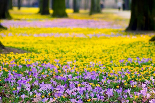 Der Waldweg ist mit lebendigen Blumen übersät