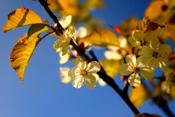 Apfelblüten im Frühling auf blauem Hintergrund