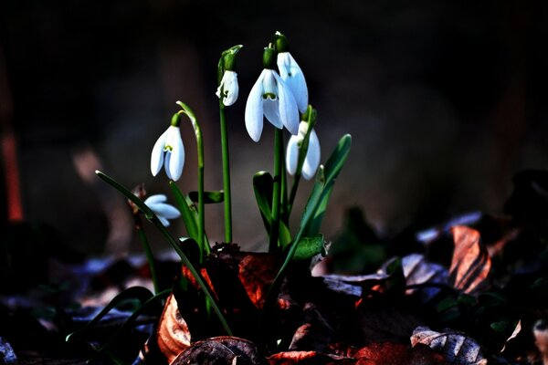 Las campanillas de invierno de primavera salen de debajo de las hojas