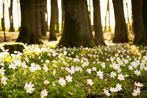 LA PRIMAVERA LLEGÓ AL PARQUE, LAS FLORES FLORECIERON