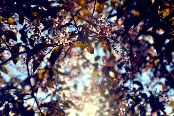 The sun breaks through the leaves and flowers