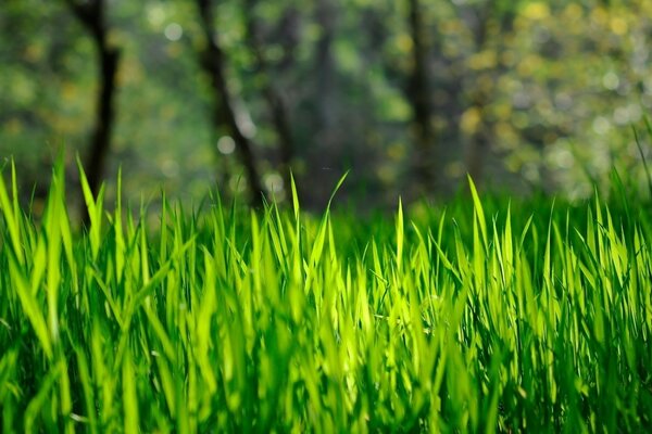 Grass in the gozon of lush spring