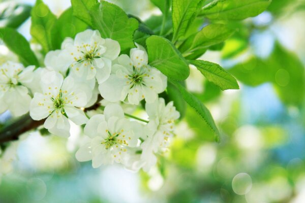 Fiore di mela primaverile in una giornata di sole