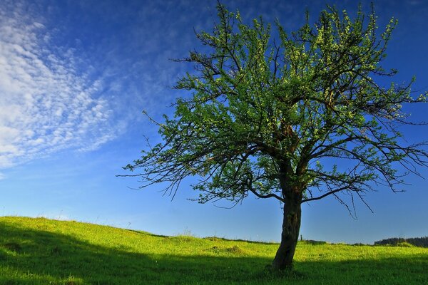 Grüner Baum auf blauem Himmel Hintergrund