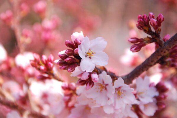 Branche de cerisier printanier en fleurs