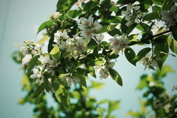 Ein schöner Baum ist mit Grün und Blumen bedeckt