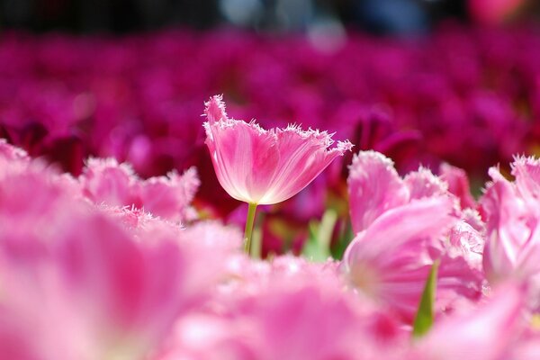 FLEURS DE PRINTEMPS FLEURIES DANS LE JARDIN