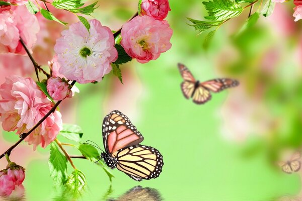 Nature in spring . Flowers and butterflies