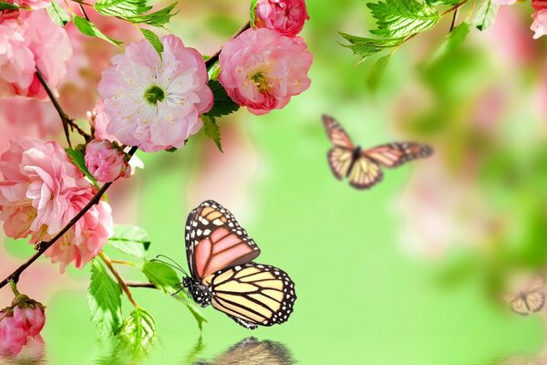 Naturaleza en primavera . Flores y mariposas