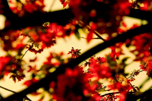 Verschwommene Äste im Frühling im Wald