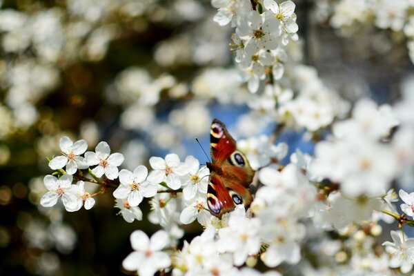 Schmetterling in weißer Farbe im Frühling