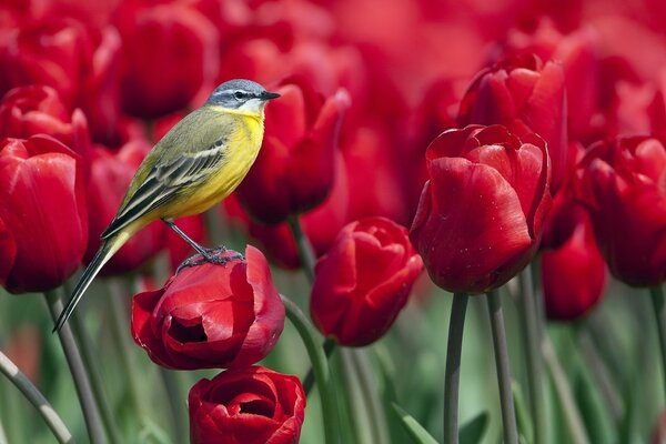 Pájaro sentado en una flor de tulipán