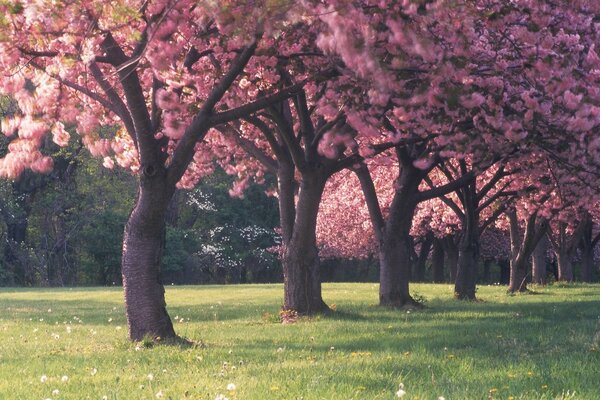 Sakura trees in a row. Nature of the world