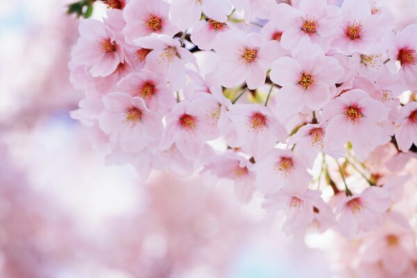 Beautiful cherry blossoms