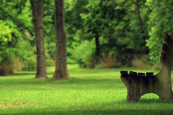 Banco de césped en el parque en verano