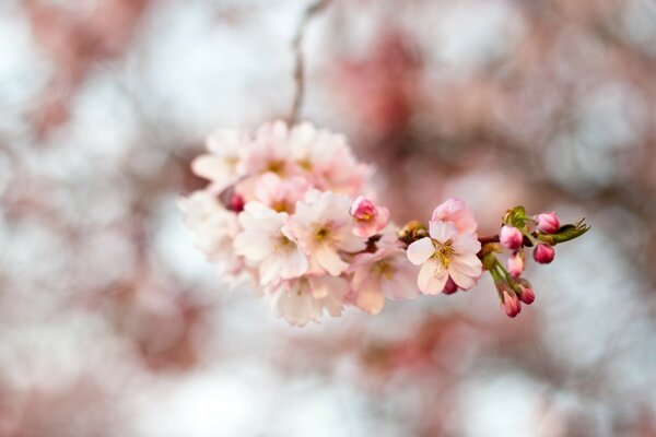 FLEURS DE CERISIER, LE PRINTEMPS EST VENU