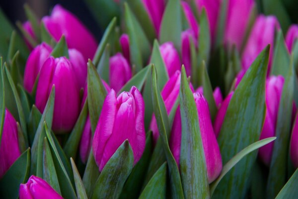 Viele Tulpen Feld und Natur