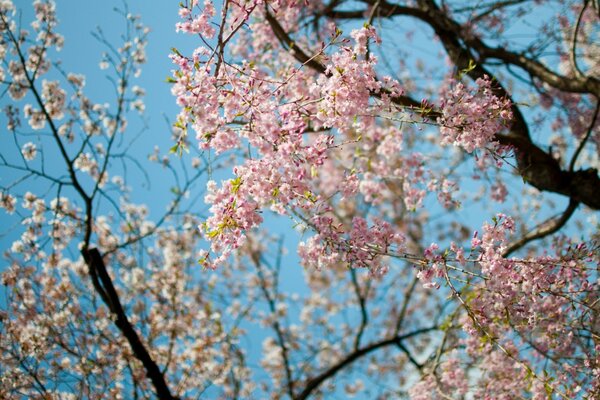 Blu e rosa-colori primaverili