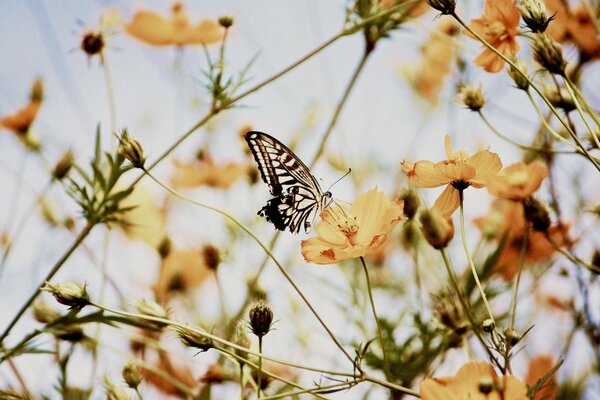 Despertar de la naturaleza en primavera en el aire