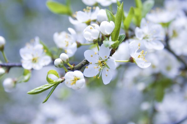 The tenderness of the first spring flowers