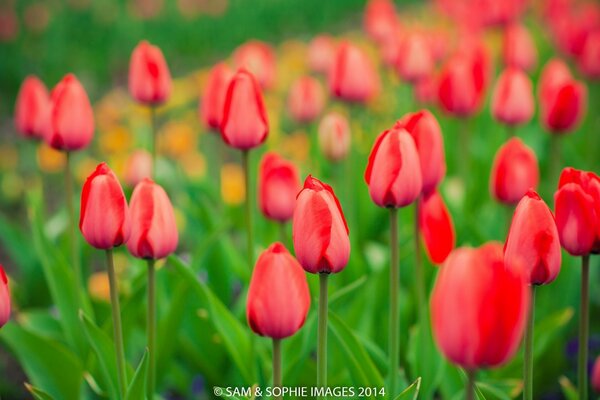 DIE TULPEN HABEN NOCH NICHT GEBLÜHT, SIND ABER SCHON FERTIG