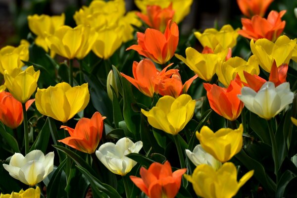 Tulpen sind gelb, weiß, orange