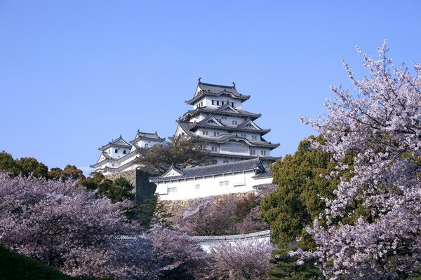 Japanische Architektur und Kirschblüten