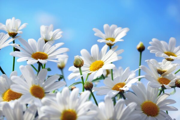 Fleurs d amour. Marguerite-diseuse de bonne aventure