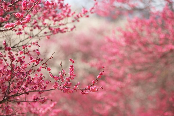 Kirschblüte im zeitigen Frühling