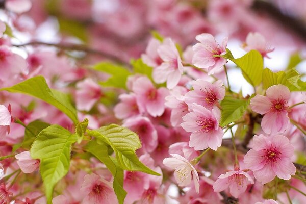 Blooming tree, spring garden