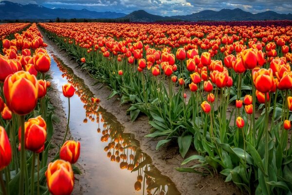 TULIP FIELDS AND IRRIGATION SYSTEM