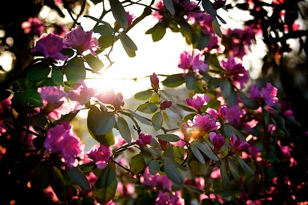 Różowe kwiaty drzew w jasnym słońcu