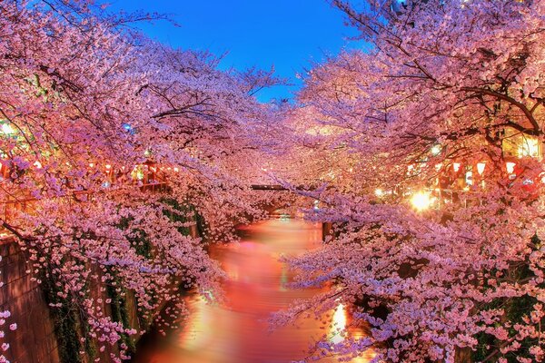 Flowering trees on a pink pond