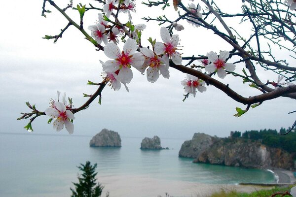 Flores de primavera en el árbol