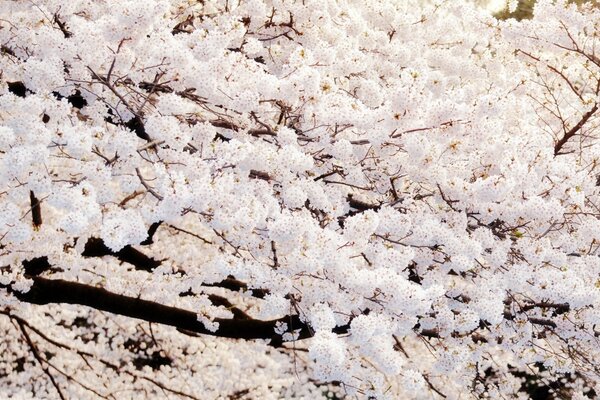 Gli alberi sono tutti coperti di fiori come la neve