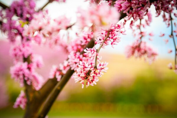 A flowering tree in our park