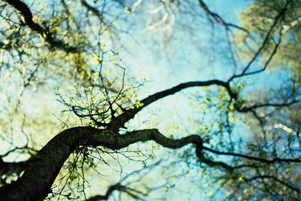 Rama de árbol desde un ángulo interesante