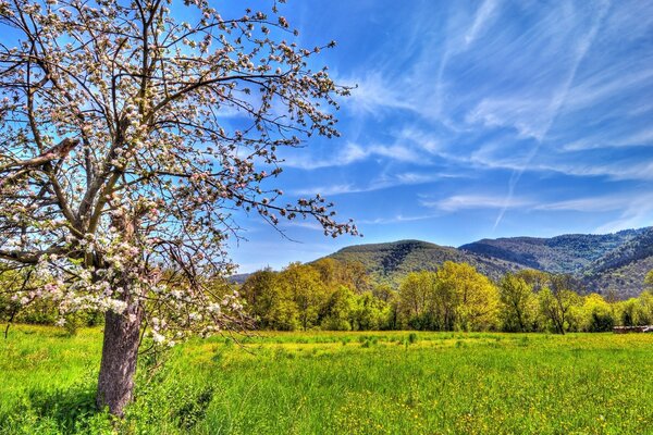 EIN EINSAMER BAUM AUF DEM FELD UND DEN BERGEN