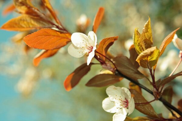 Die weiße Blume blühte im Frühling auf