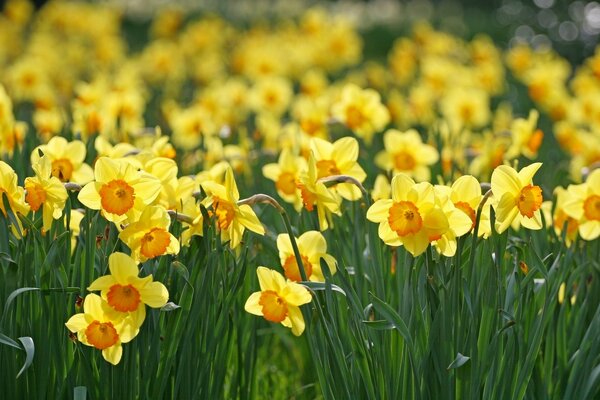 A whole glade of blooming daffodils