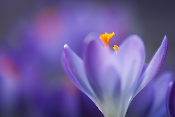 Crocus con un centro amarillo brillante